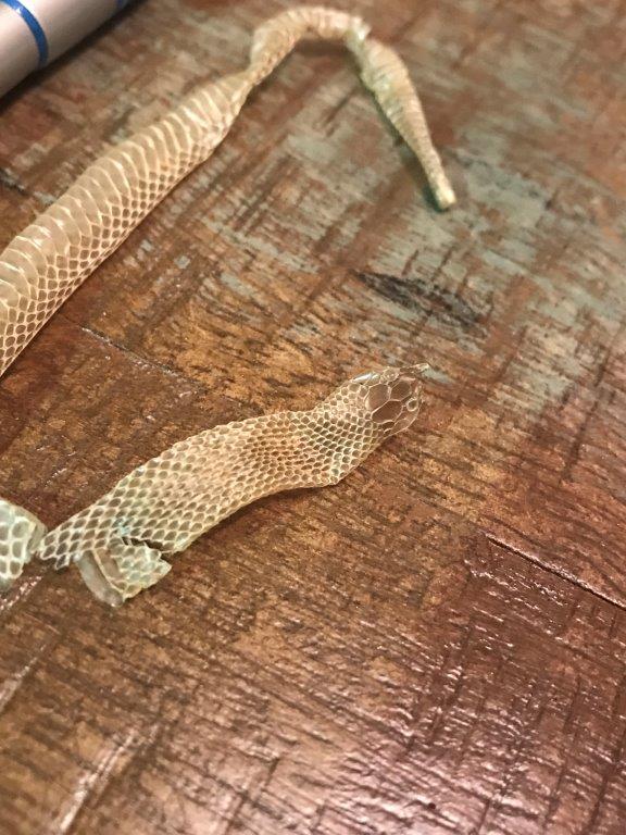 Milwaukee snake skin